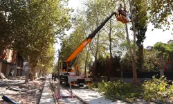 Alikahya Tramvay Hattı için ağaçlara itinalı budama