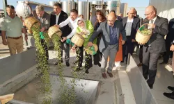 Ayvalık'ta yılın ilk zeytin hasadı yapıldı