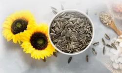 PAN-PA siyah çekirdek alımlarına başladı