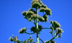 UNESCO listesindeki Agave Bitkisi Beylikdüzü’nde çiçek açtı