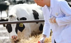 Veteriner harcamaları yıllık bazda rekor kırdı