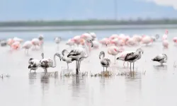 Keşan Kent Konseyi'nden Gala Gölü çağrısı: Doğanın kalbine türbin dikilmesin!