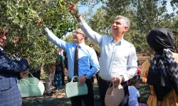 Manisa Soma'da zeytin hasadı şenliği