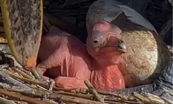 Manyas Kuş Cenneti'nde yeni hayat! Tepeli Pelikan yavruları yumurtadan çıktı