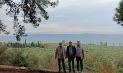 Marmarabirlik'ten 'anıt zeytin ağaçları'na özel marka vizyonu