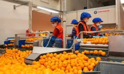 Satsuma mandalinanın yolculuğu 17 Ekim'de başlıyor