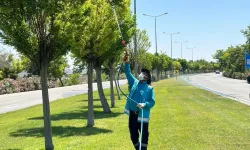 Gaziantep'te yoğun ilaçlama seferberliği