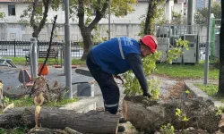 İstanbul Bakırköy'de teke böceğine karşı etkin mücadele