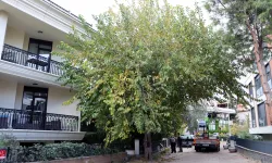 İstanbul Maltepe'de budama çalışmaları başladı