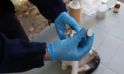 İstanbul'da hayvanlara yerinde tedavi