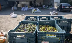 İzmir Bornova'da zeytin dalından sofraya ücretsiz ulaşım