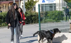 İzmir Menemen'deki yangından kurtarılan 17 hayvana Büyükşehir sahip çıktı