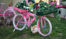 Kayseri Büyükşehir'den sokak kedilerine sıcacık yuva