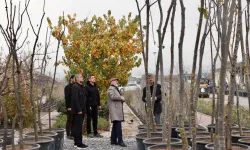 Kayseri Kocasinan şehri yeşile boyuyor