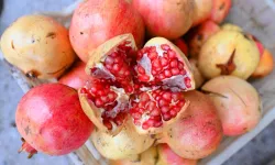 Mersin'de üreticilere nar taneleme ve sıkma makinesi desteği