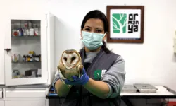 Ormanya yaban hayvanlarına umut oluyor