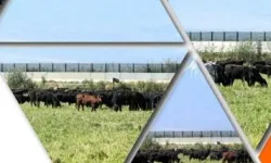 TİGEM'den 'Kırsalda Bereket Hayvancılığa Destek Projesi' için yeni duyuru