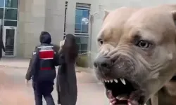 Etimesgut'ta pitbull saldırısında yeni gelişme