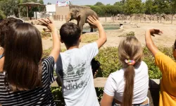 İzmir Doğal Yaşam Parkı'nın fillerine hayat kurtaran ayak bakımı