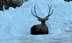 Karla kaplı Kuzuyayla'da kızıl geyik görüntülendi
