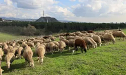 Kocaeli'de damızlık koç desteğiyle kuzulama oranları artıyor... Sürüler güçlendi, verim arttı