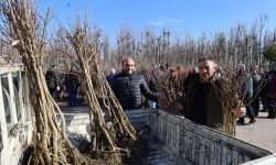 Kocaeli'de üreticilere yüzde 50 hibeli fidan dağıtımına devam