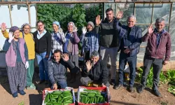 Mersin Aydıncık'ta üreticiler ilk hasadı yaptı