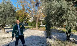 Muğla Milas'ın yeşil alanlarda zeytin hasadına devam ediyor