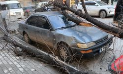 Lodos İnegöl'ü vurdu! Ağaçlar devrildi araçlar zarar gördü