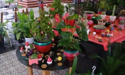 ANFA Bitki Evleri'nde yeni yılın çiçekleri sunuldu