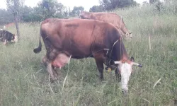 Bilecik Pazaryeri'nde çok sayıda mahalle ve köy karantinada