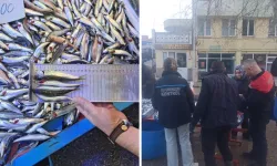 Bursa Orhaneli pazarında yasal boy altı istavritlere el konuldu