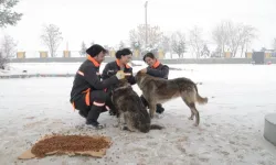 Diyarbakır'da sokak hayvanlarına 50 noktada mama desteği