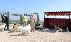Eskişehir'de doğaya ve can dostlara tam destek