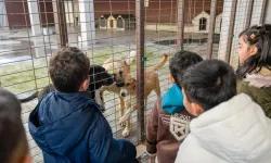 İzmir Büyükşehir'den sokak hayvanlarına kapsamlı destek