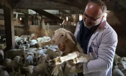 Kocaeli'de 2025 'çiftçinin yılı' oldu... 166 milyon TL destek sağlandı