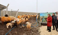 Meralarda hayvanlar temiz suya kavuşuyor