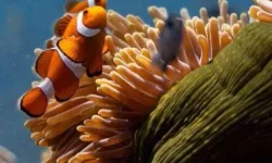 Okyanusların sesi Elhamra Sahnesi'nde