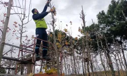 On binlerce bitki Kocaeli fidanlığında yetişiyor