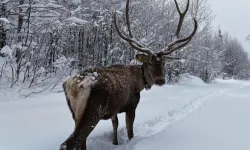 Ormanya'da tetiştirilen kızıl geyikler Kuzuyayla'nın müdavimi oldu