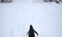 Saadet Partisi ‘Nihilist Penguen’ akımına katıldı