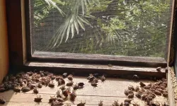 Sakaryalı akademisyenin feromonu esarete 'ilaç' oldu... Binlerce kokarcanın istila kabusunu TUTSAK'la bitirdi