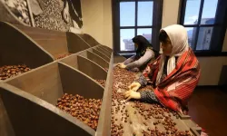 Türkiye'nin ilk fındık müzesi yoğun ilgi görüyor