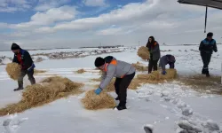 Kayseri Büyükşehir'den dilsiz dostlara merhamet eli