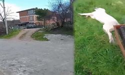 İnegöl'de tavukları kovalayan sokak köpeğini vurdu!