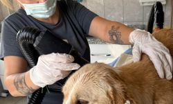 Köpek öldürülmesine İnegöl Kent Konseyi'nden sert tepki!