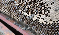 Manisa'da sel mağduru arıcıya destek