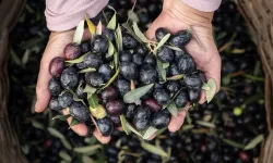 Marmarabirlik'ten 6,8 milyar TL'lik ciro ve ihracatta tarihi rekor