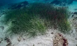 Prof. Dr. Mustafa Sarı'dan 'deniz çayırları' için acil önlem çağrısı!