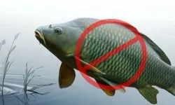 Adana'da sazangillerin avcılığına 31 Mayıs'a yasak!